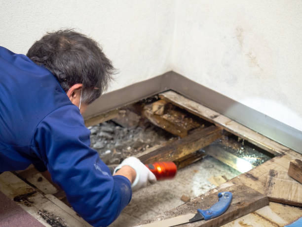 Best Local Mold Removal Service  in Ansted, WV