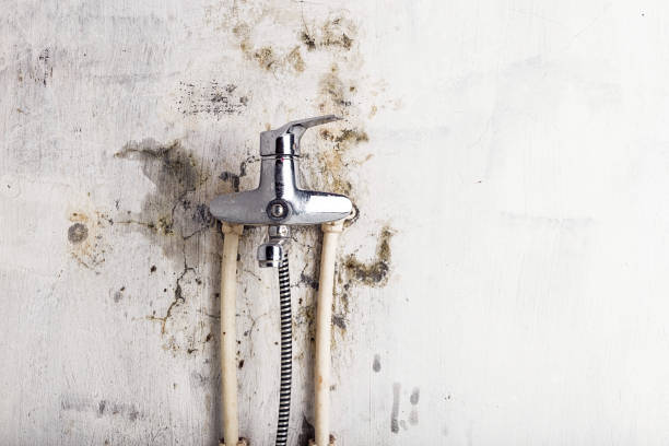 Best Emergency Mold Removal  in Ansted, WV