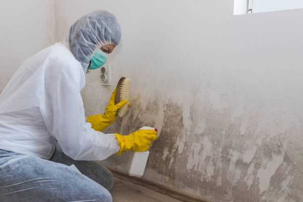 Reliable Ansted, WV Mold Removal Solutions