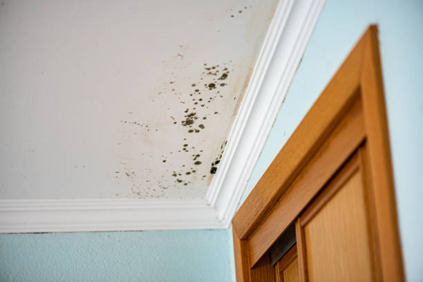 Best Mold Testing  in Ansted, WV