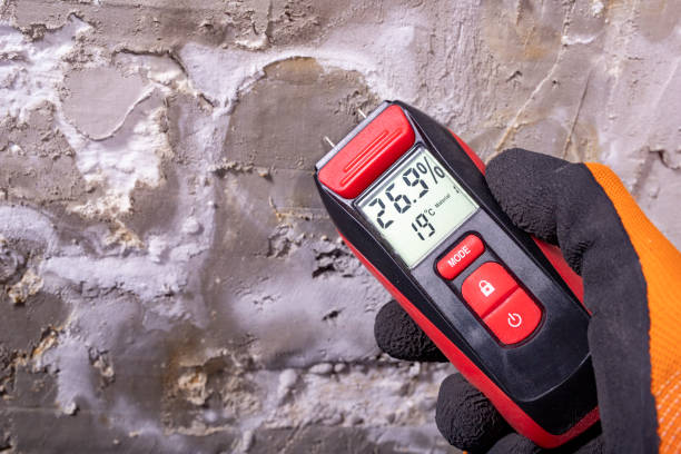 Best Mold Removal Company Near Me  in Ansted, WV