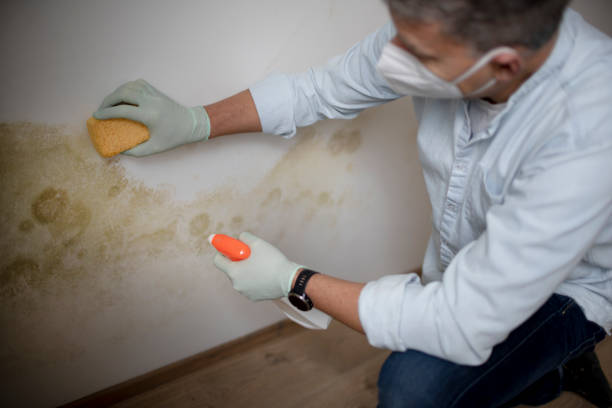 Best Office Mold Removal Services  in Ansted, WV
