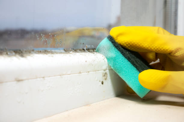 Best Mold Cleaning Services  in Ansted, WV