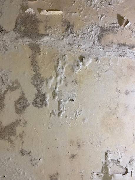 Home Mold Removal in Ansted, WV