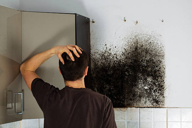 Attic Mold Removal in Ansted, WV