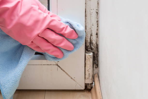 Best Home Mold Removal  in Ansted, WV