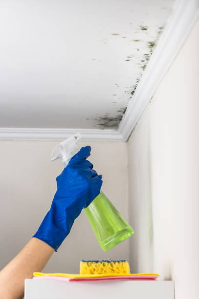 Best Water Damage Restoration  in Ansted, WV